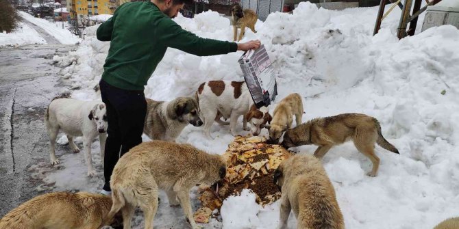 Karda aç kalan sokak köpeklerini besliyor