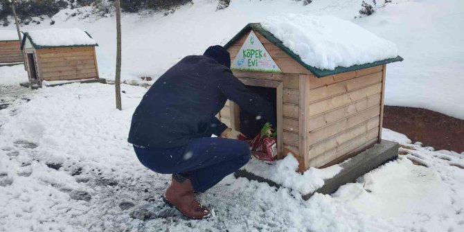 Sokak hayvanları için büyük seferberlik