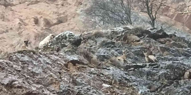 Yaban keçileri sokak köpeklerinin hedefi oldu