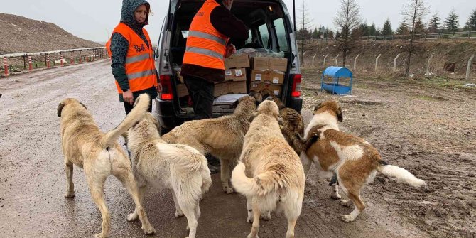 Köpekler için  her gün 50 kilometre yol gidiyor