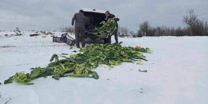 Trakya’da yaban hayatına 22 ton yem bırakıldı