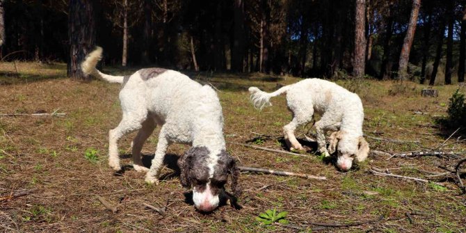 Dünyanın en pahalı mantarı ‘trüf’ü radar köpekler buluyor