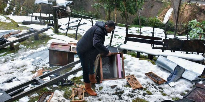 Aç kalan ayılar köye indi, 42 kovana zarar verdi