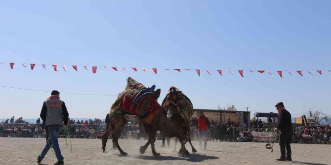 Efeler Deve Güreşi Festivali’ne yoğun ilgi