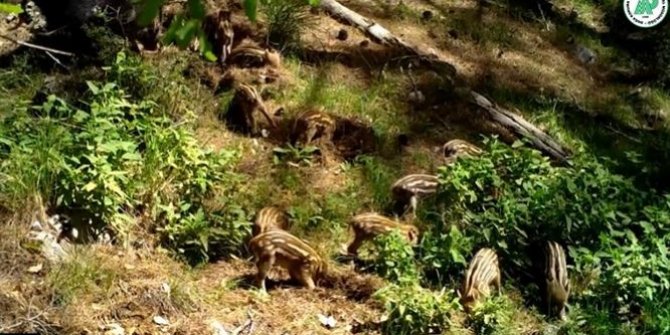 Yavru yaban domuzlarını doğal ortamlarında fotokapan görüntüledi