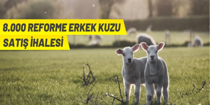 TİGEM'den kuzu satış ihalesi