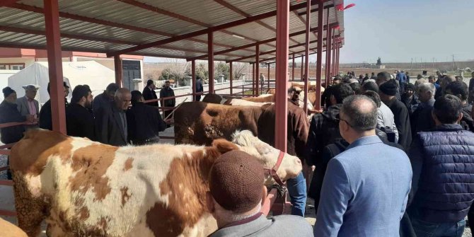 Canlı hayvan borsası açıldı