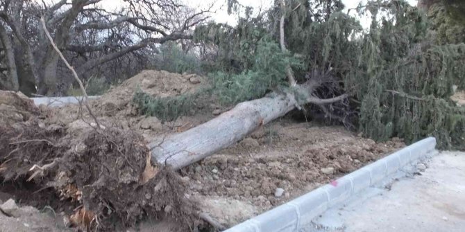 Asırlık servi ağacı rüzgara dayanamadı