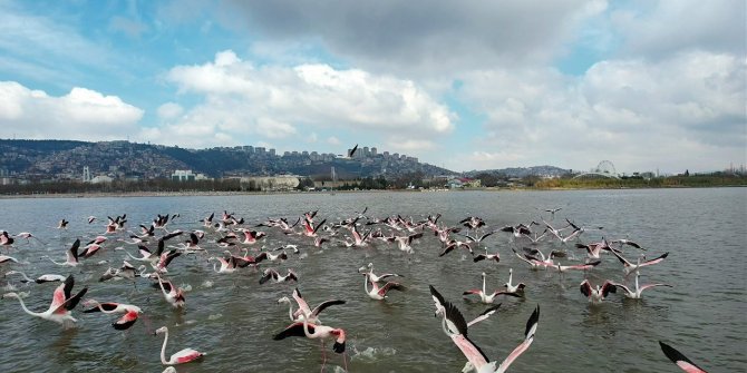 Flamingoların görsel şöleni