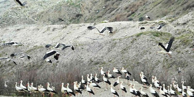 Leylekler için "Göç Yolu Acil İniş Pisti" oluşturuldu