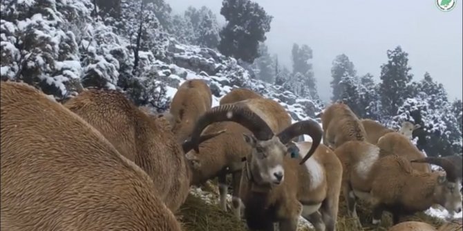 Anadolu yaban koyunlarının görüntüleri yemleme alanındaki fotokapana yansıdı