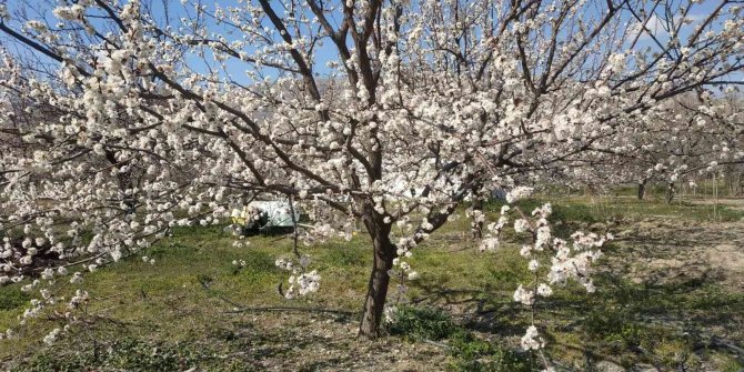 Badem ve kayısı ağaçları çiçek açtı