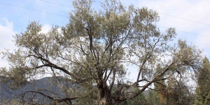 400 yıllık zeytin ağaçları ilçeye ışık oldu