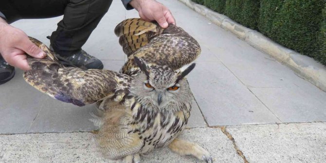 Tedavi edilen Puhu kuşu doğaya salındı