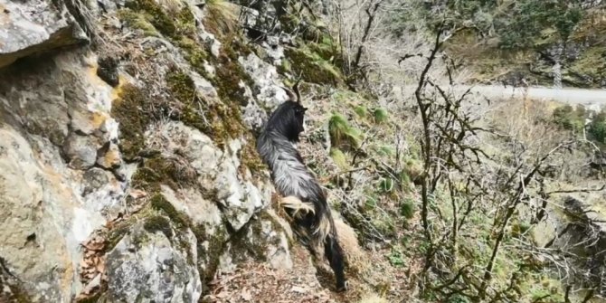 Kayalıklarda 6 gündür mahsur kalan keçiyi dağcılar kurtardı