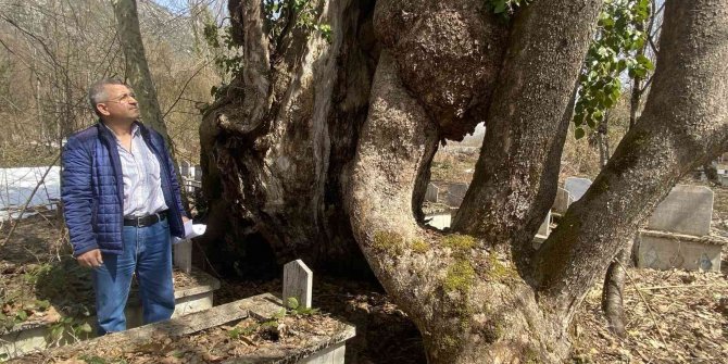 350 yıllık çınar ağacında Allah lafzı