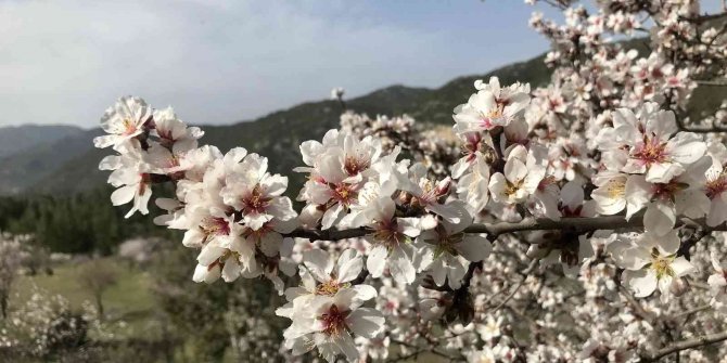 Akseki’de badem ağaçları çiçek açtı