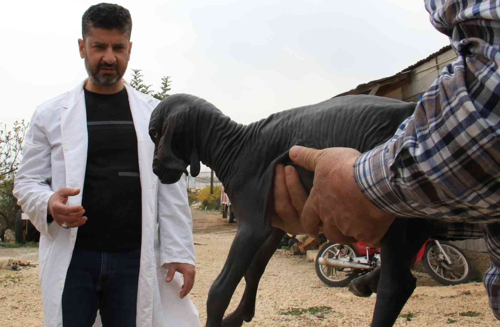 Hayatı boyunca tüysüz kalacak