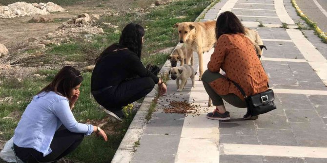 Gönüllüler sokak hayvanları için yiyecek bıraktı