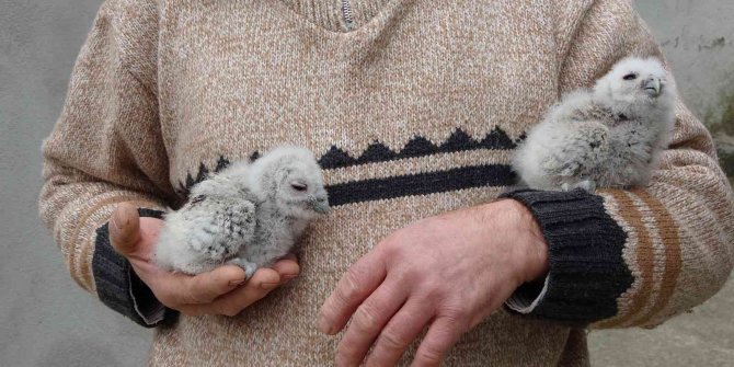 Serendisine yavrulayan baykuşla dost oldu