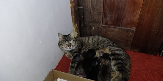 Anne kedi ve yavruları Hacı Bayram Camii’ni mesken tuttu