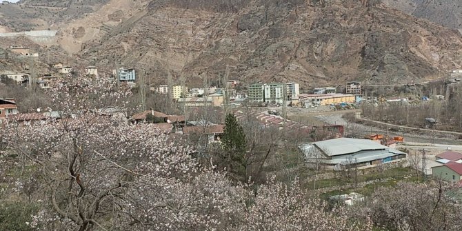 Bu ağaçlar bahara son kez "Merhaba" dedi