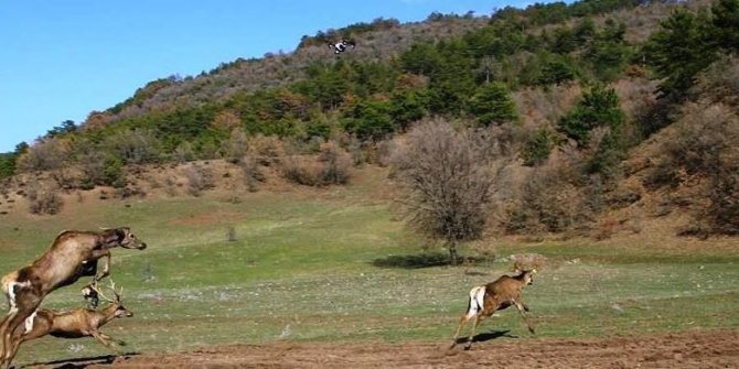 Kızıl geyiklerin doğaya bırakılma sevinci