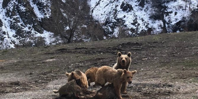 Şamualar ve ayılar fotoğraflandı