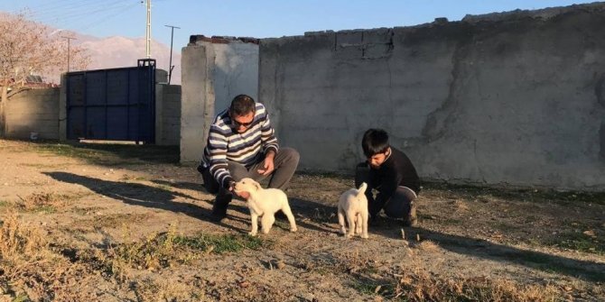 Erzincan’da 238 köpek kimliklendirildi