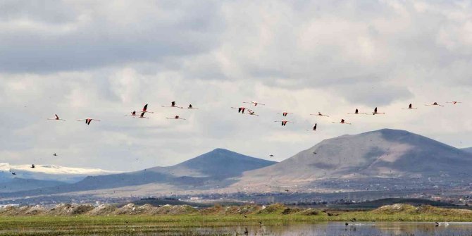 Flamingolar Hürmetçi Sazlığı’nda