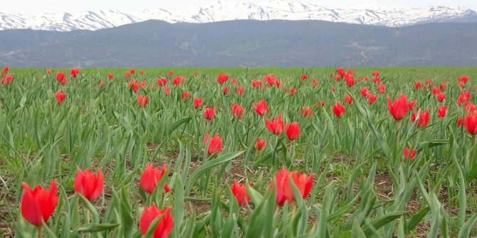 Kırmızı laleler açmaya başladı