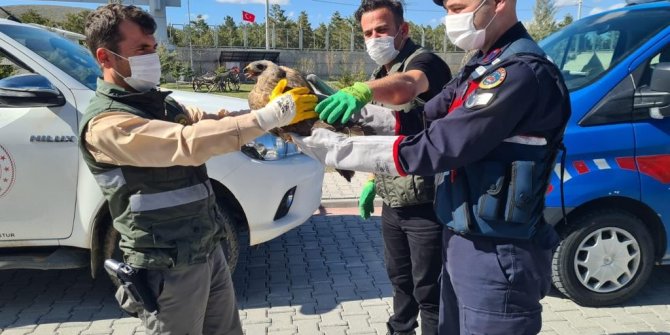 Yaralı bulunan şahine jandarma sahip çıktı