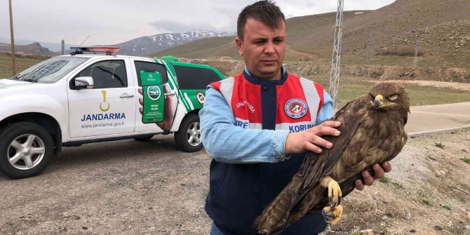 Yaralı kartal tedaviye alındı