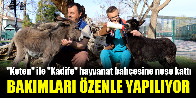 "Keten" ile "Kadife" hayvanat bahçesine neşe kattı