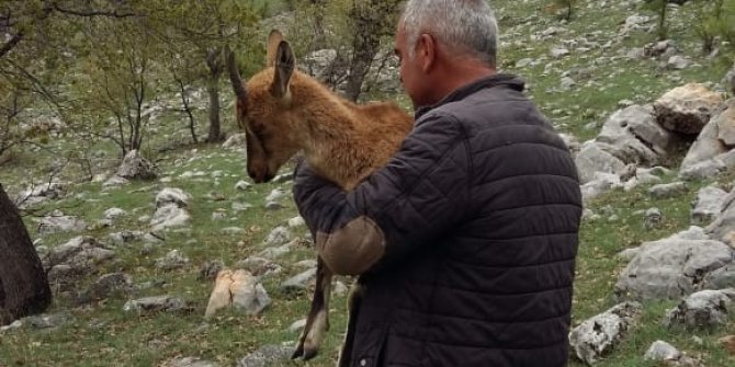 Yaralı keçiyi 2 kilometre taşıdı