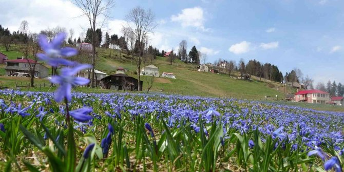 Karlar eridi, çiçekler kendini gösterdi