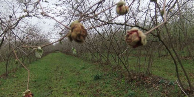 Fındık kozalak akarında mücadele zamanı