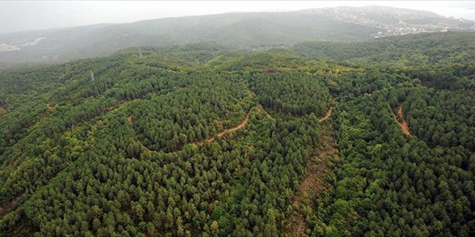 Türkiye’nin ağaçlandırmadaki başarısına uluslararası ödül