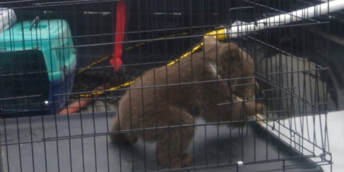 Köpek saldırısından kurtarılan yavru ayı korumaya alındı