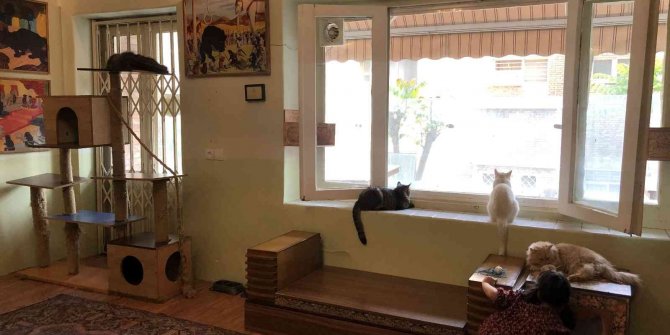 Canlı kedi müzesi büyük ilgi görüyor