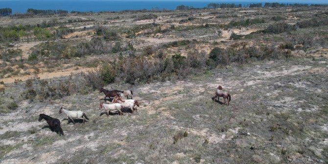 Dron gören yılkı atlarının şaşkınlığı