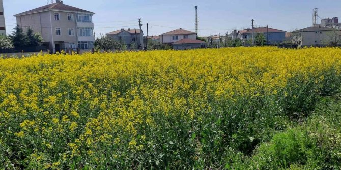 Kanola üreticilerine uyarı mesajı