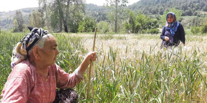 Fatma ninenin buğday tarlasını zehir sıkarak kuruttular