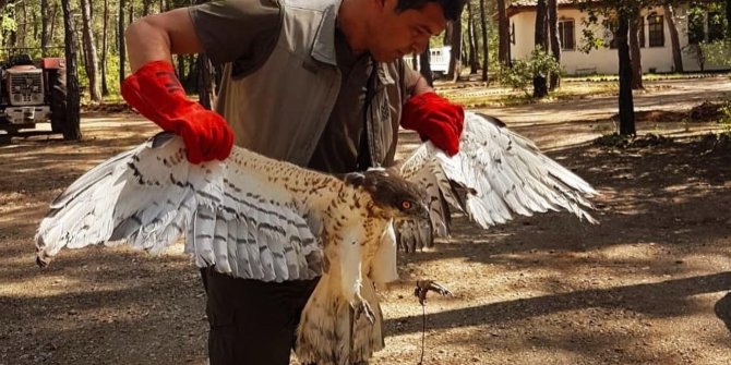 Yılan Kartalı doğaya salındı