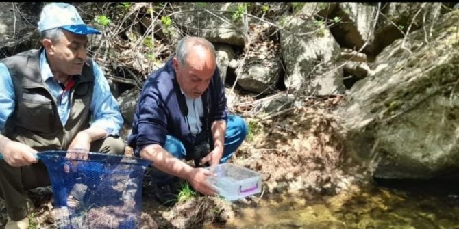 Elazığ’da benekli semender izleme çalışması yapıldı