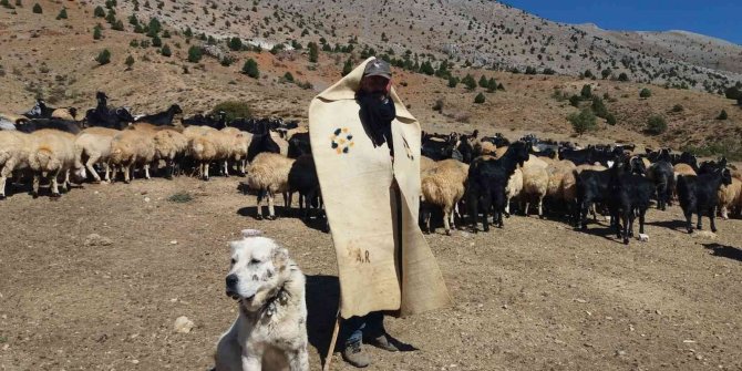 Meralar küçükbaş hayvanlarla şenlendi