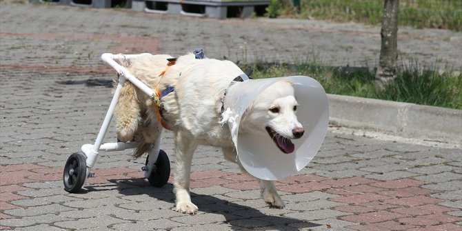 'Beyaz', veterinerinin yaptığı aparatla yürümeye başladı