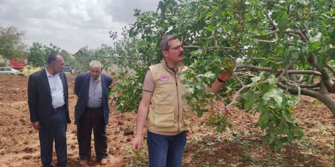 Dolunun vurduğu tarım arazilerinde hasar tespiti başladı