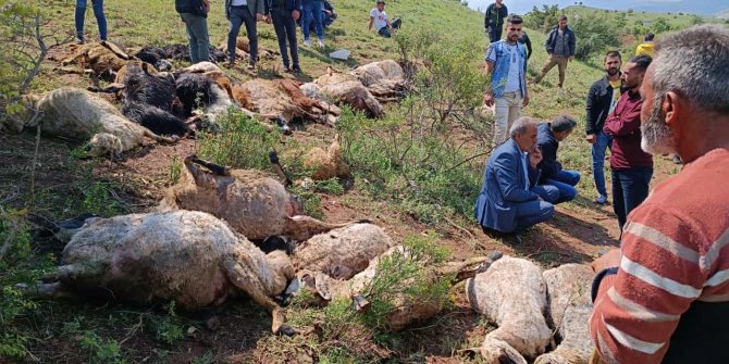 Merada otlayan sürünün üzerine yıldırım düştü; 53 küçükbaş hayvan öldü