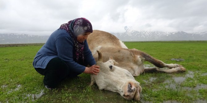 Tek geçim kaynağı ineği öldü, büyük üzüntü yaşadı